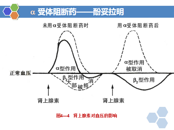 盐酸肾上腺素作用图片