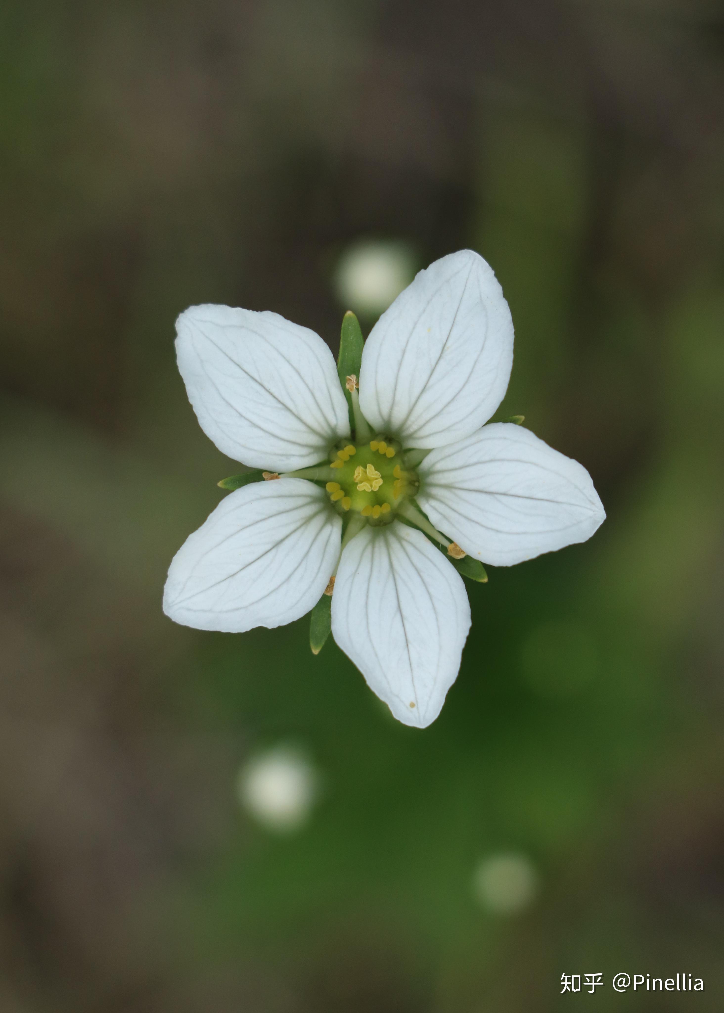 开张龙胆(gentiana aperta),龙胆科龙胆属103.
