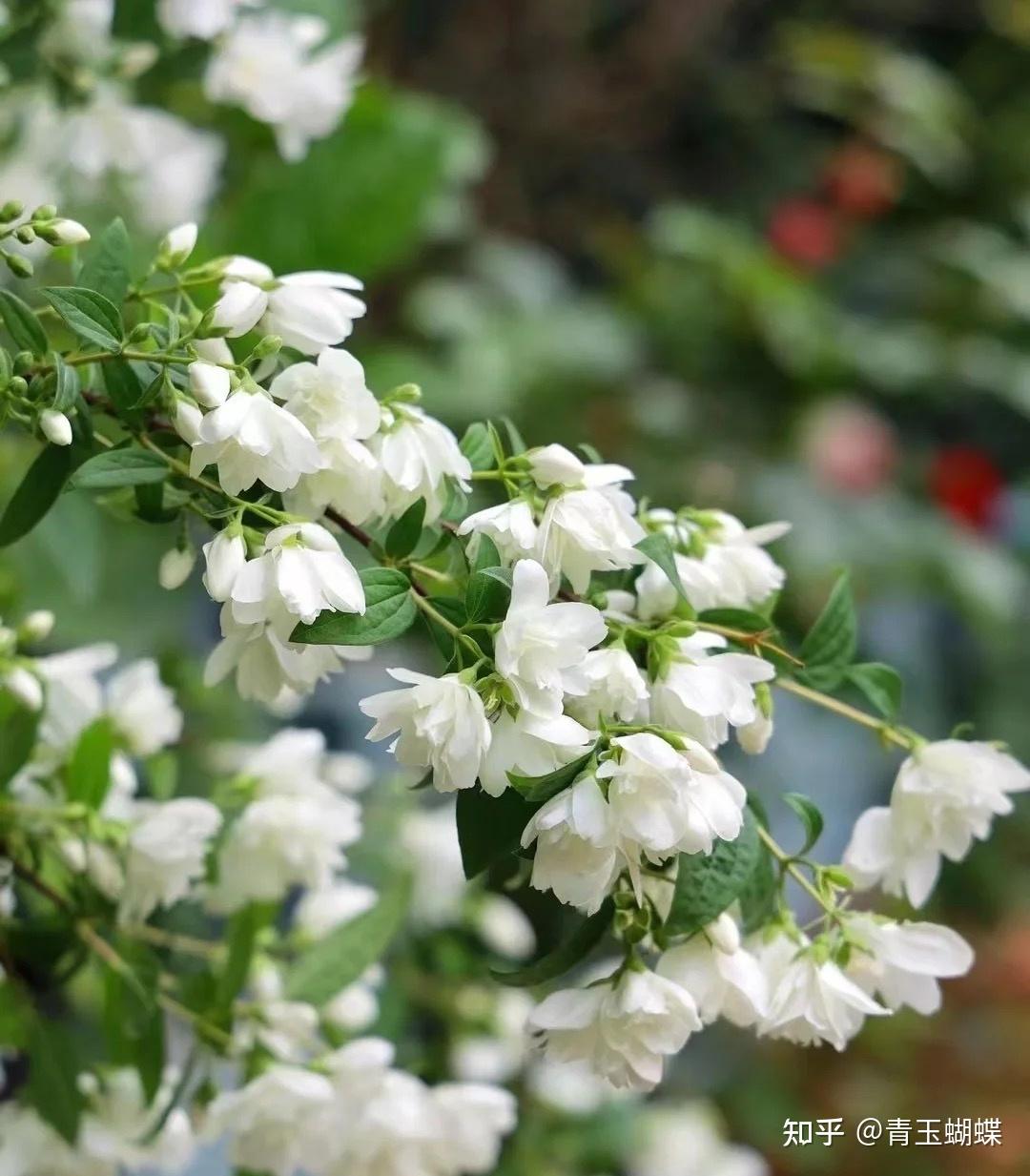 【赏花物语】重瓣山梅花 - 知乎