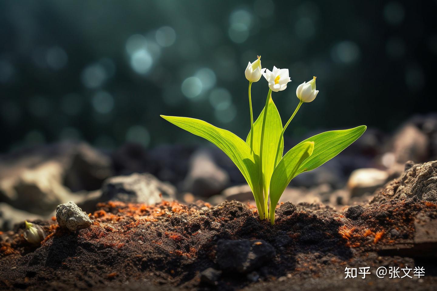 无土之地：地球生命之源的土壤，如何走出困境？ - 知乎