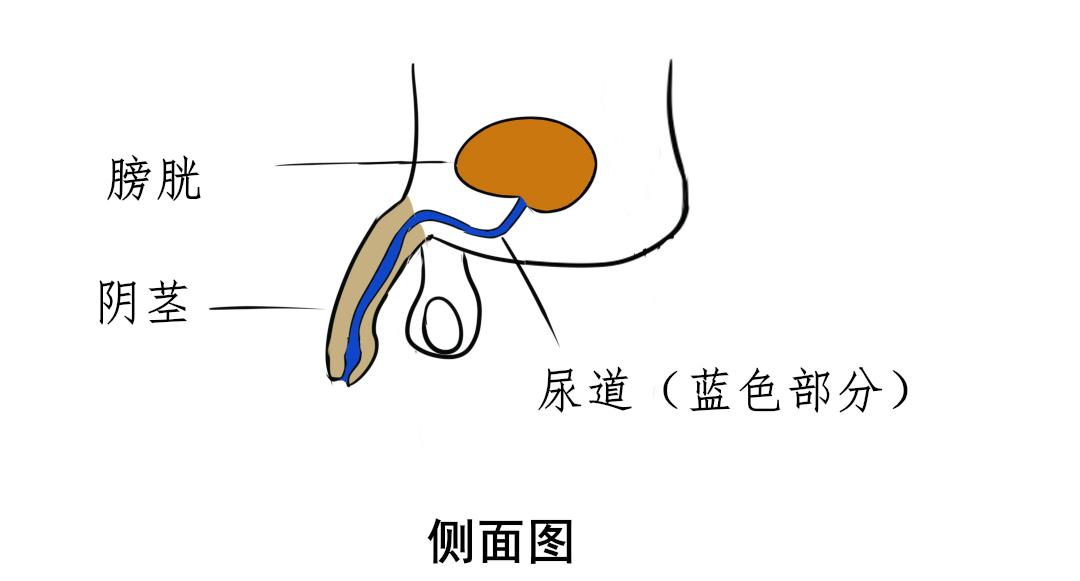 尿道 女性尿道4~5cm