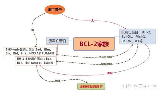 bcl-2家族凋亡信号通路