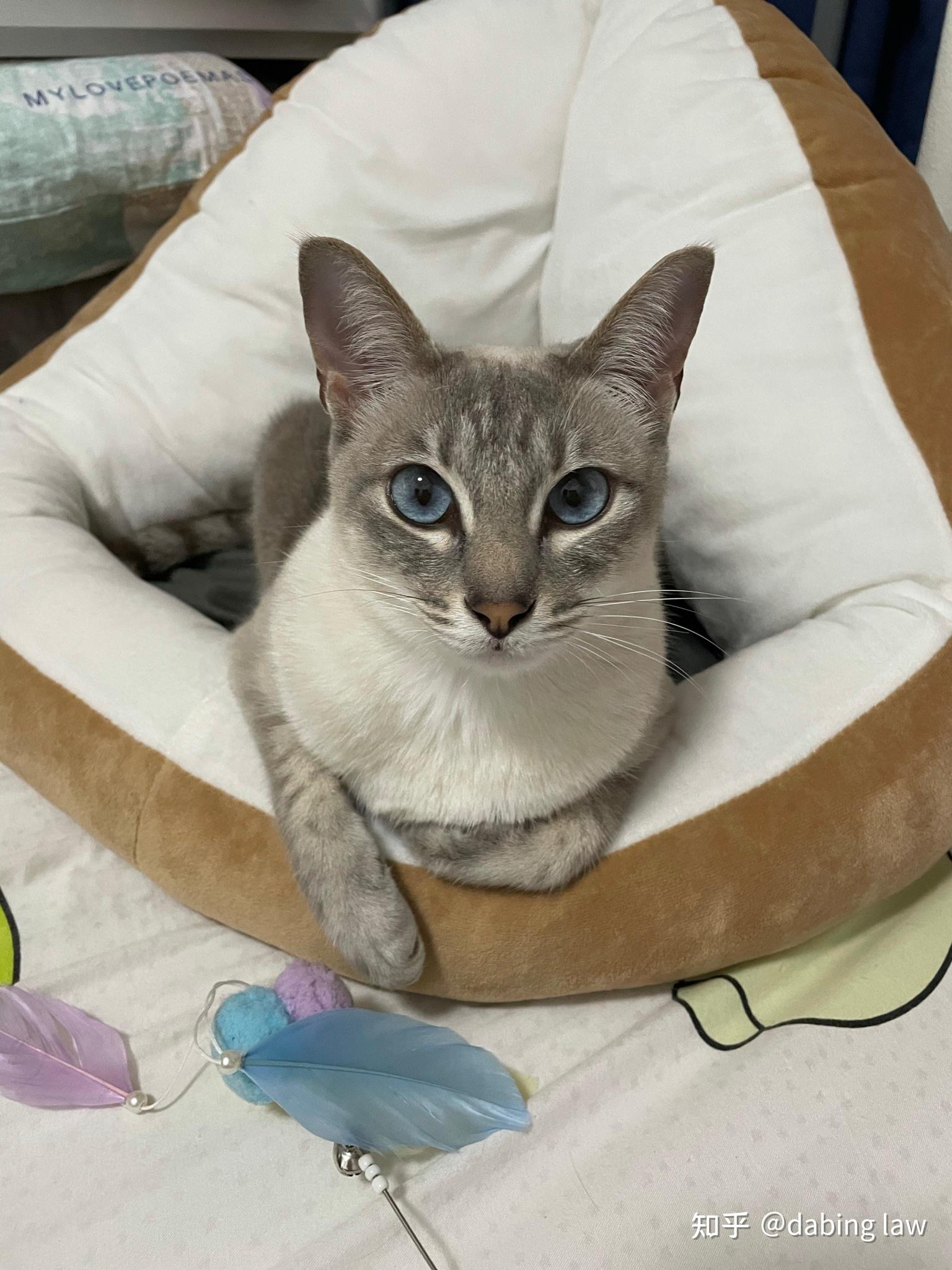 这是什么颜色的虎斑暹罗猫