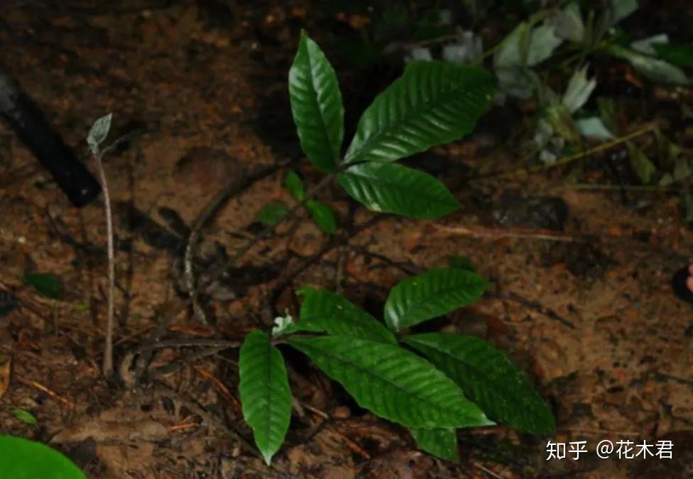 国家Ⅱ级保护濒危珍稀蕨类植物天星蕨