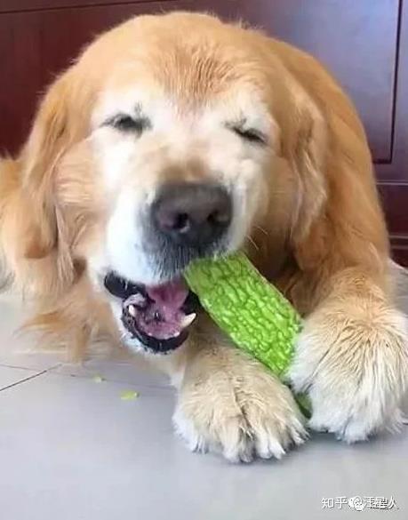 真佛系大金毛抱着青菜不撒手成素食主义者