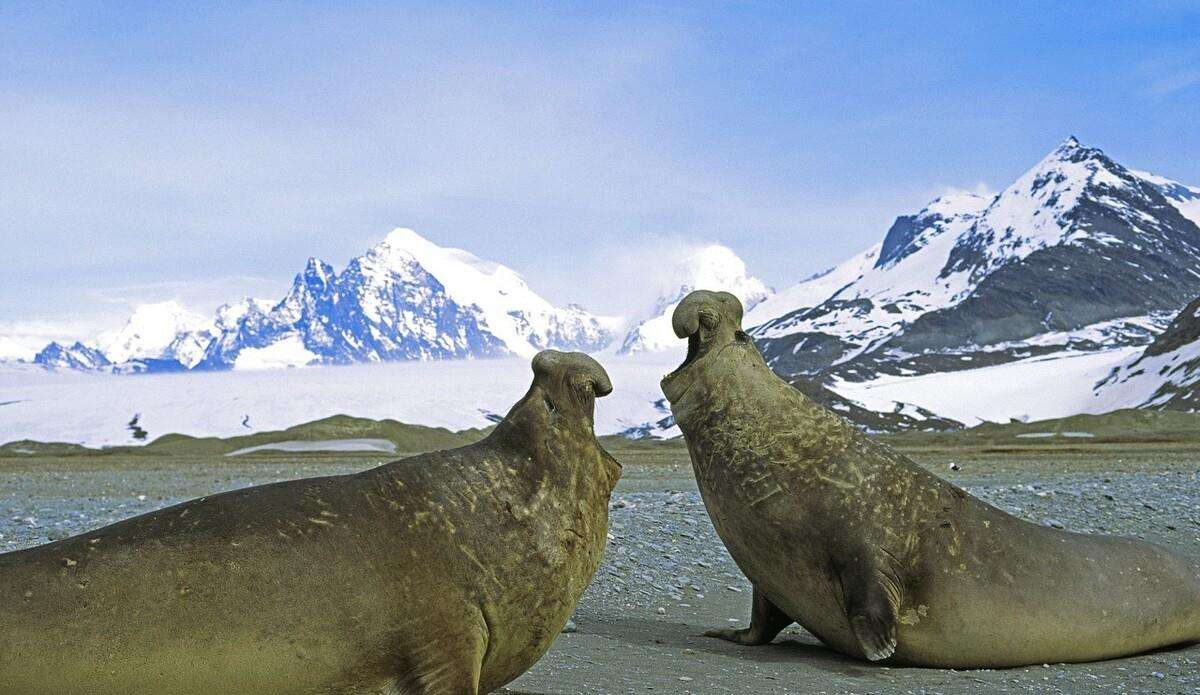 海洋中的巨兽象海豹