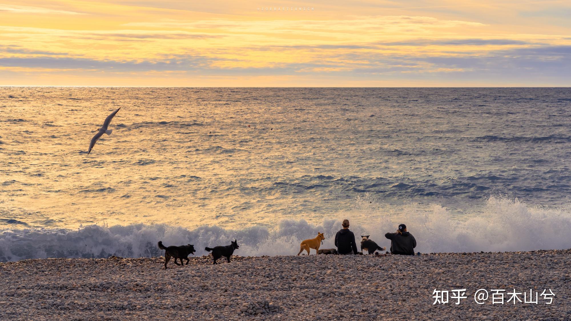 ipad壁纸 | 一起看花吗 - 知乎