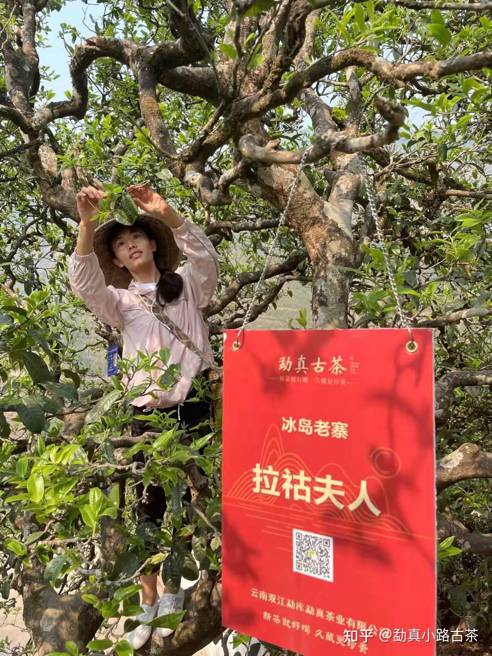 普洱王后冰岛老寨到底有何魅力