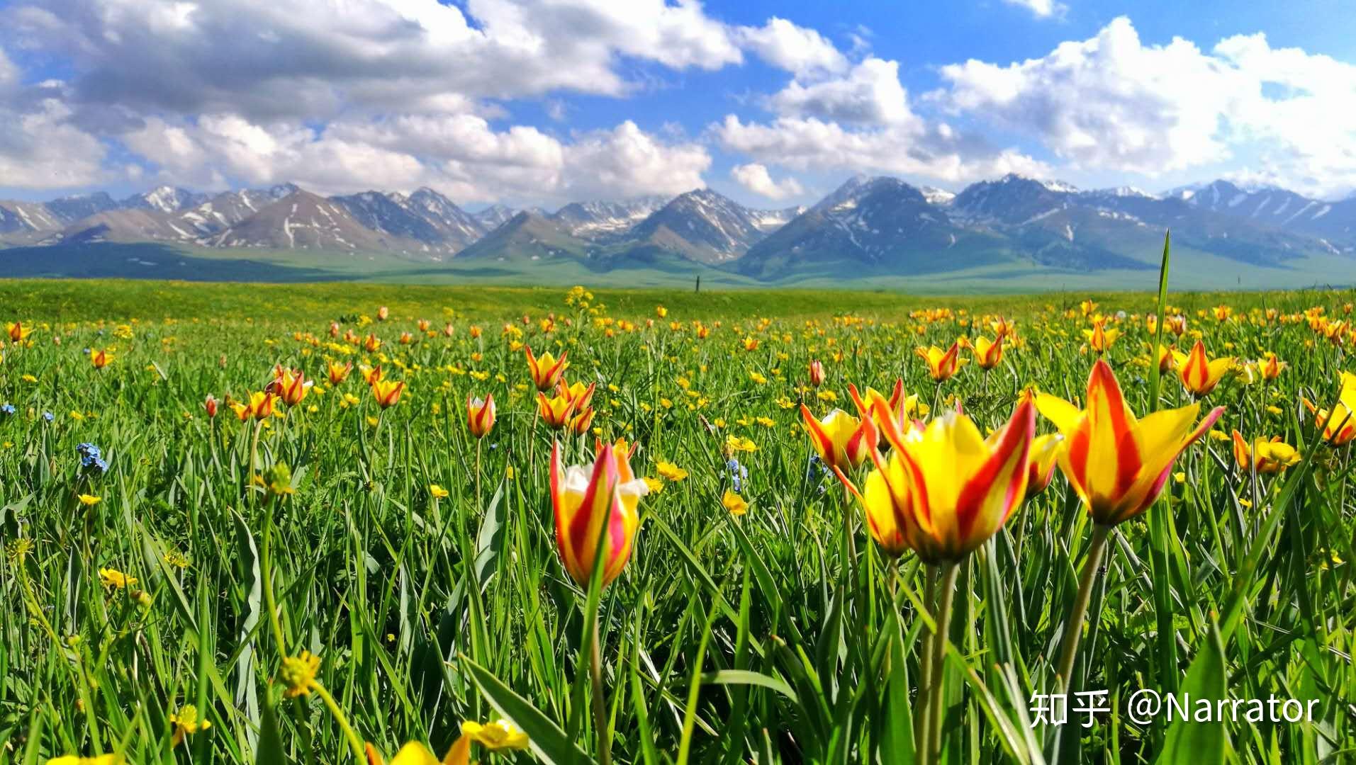 如今,野生郁金香形成大面积的花海,又焕发了勃勃生机,重现美丽芳容.