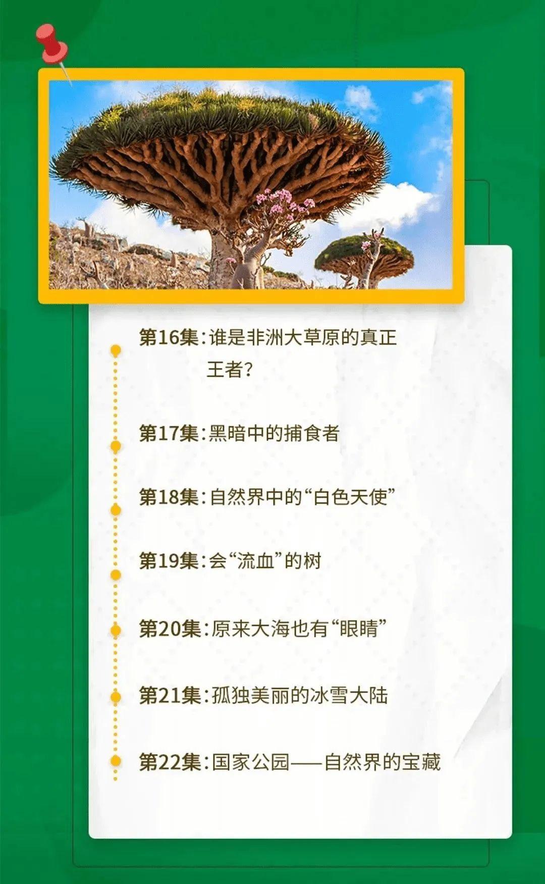 專為孩子打造的微紀錄片課程大自然總動員之身臨其境全22集雙語講解