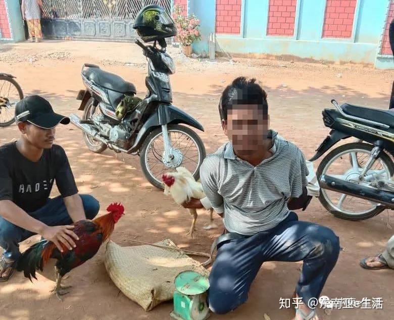 警方出击镇压村庄内非法斗鸡赌博场所村民拍手叫好