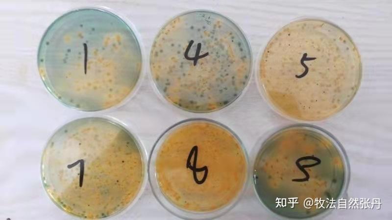 你了解弧菌吗？虾塘检测弧菌超标应该如何应对？ - 知乎