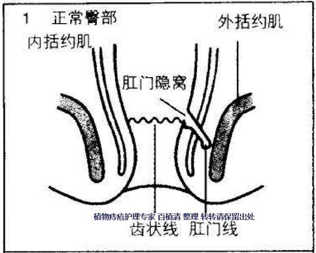 在直肠和肛门的分界线的齿状线上有6 ～ 15 个被叫做肛门隐窝的小塌陷