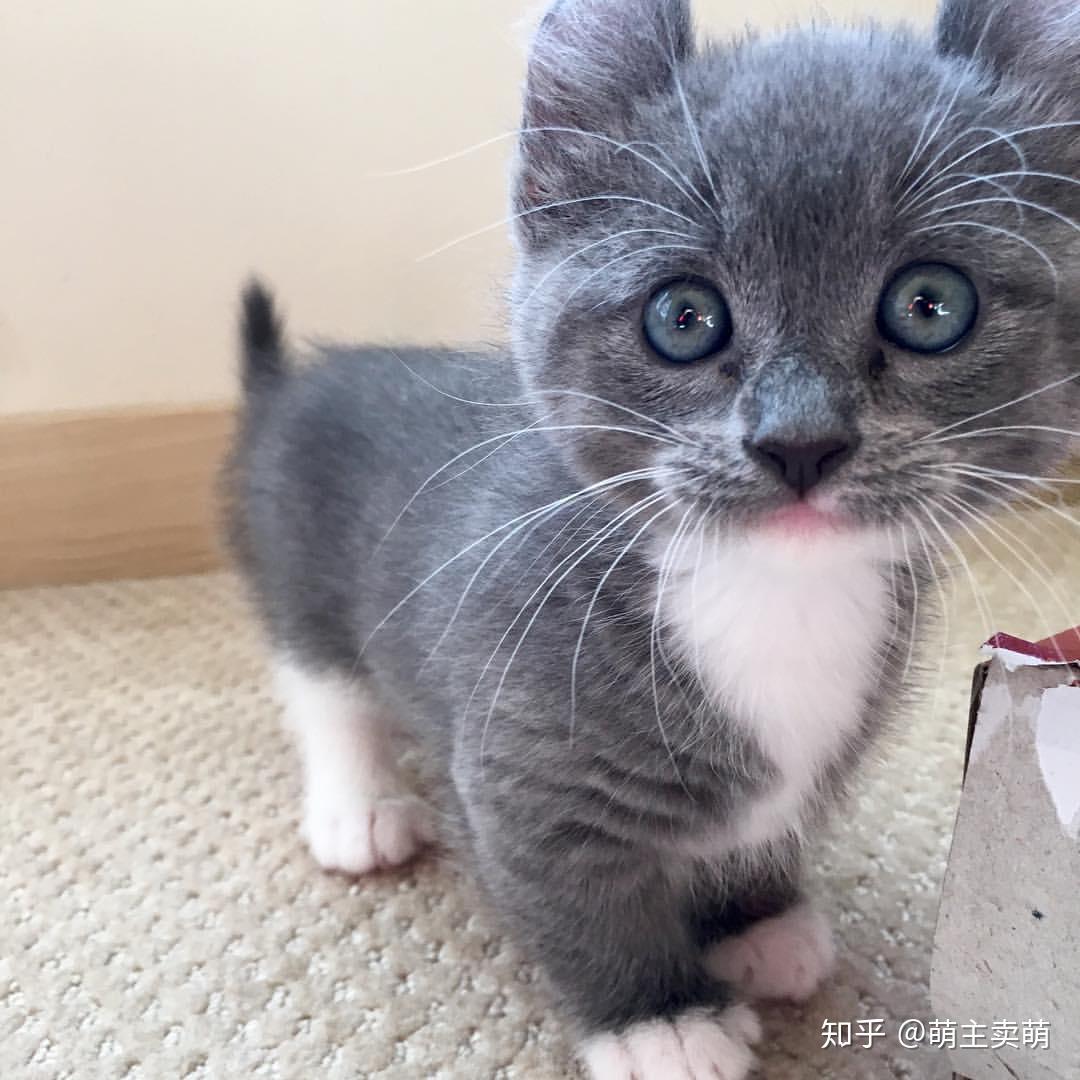 这呆萌可爱的小短腿是卷耳英短蓝猫呢