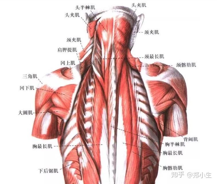 椎枕肌(枕下肌群)椎枕肌:包括头后大,小直肌,和头上,下斜肌