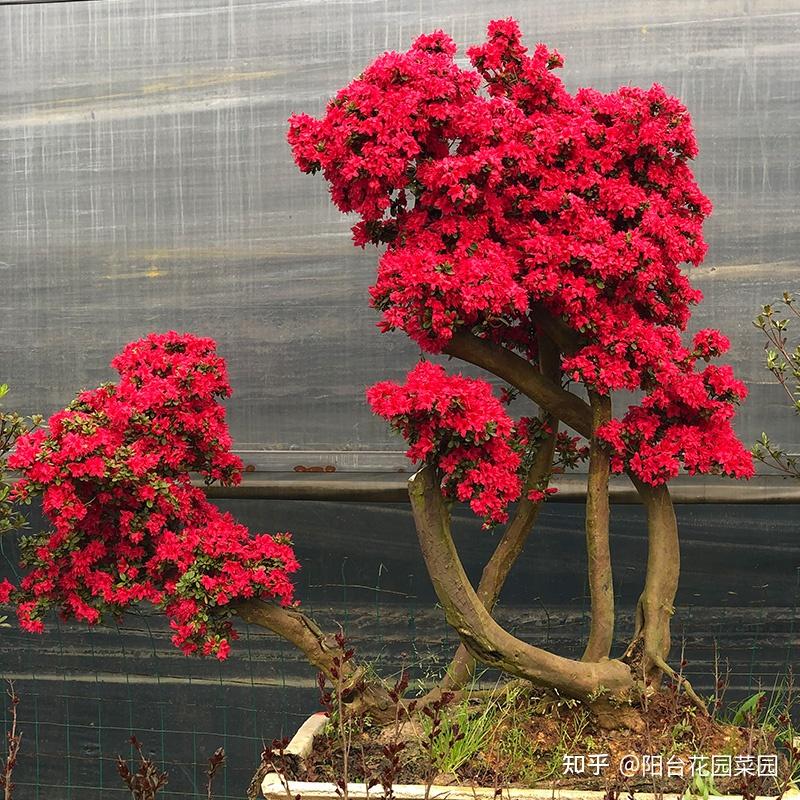 8种“昂贵花”,工薪族“舍不得”买,但是太好看,有钱要买个遍-比较贵的花材是什么花