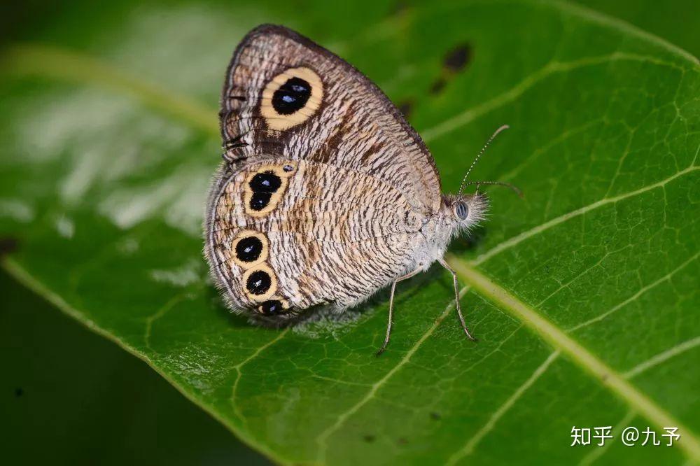 矍眼蝶当你凝视这只蝶时它会用6只眼睛回望你