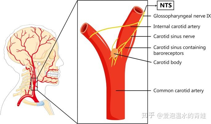 颈动脉体和颈动脉窦图片