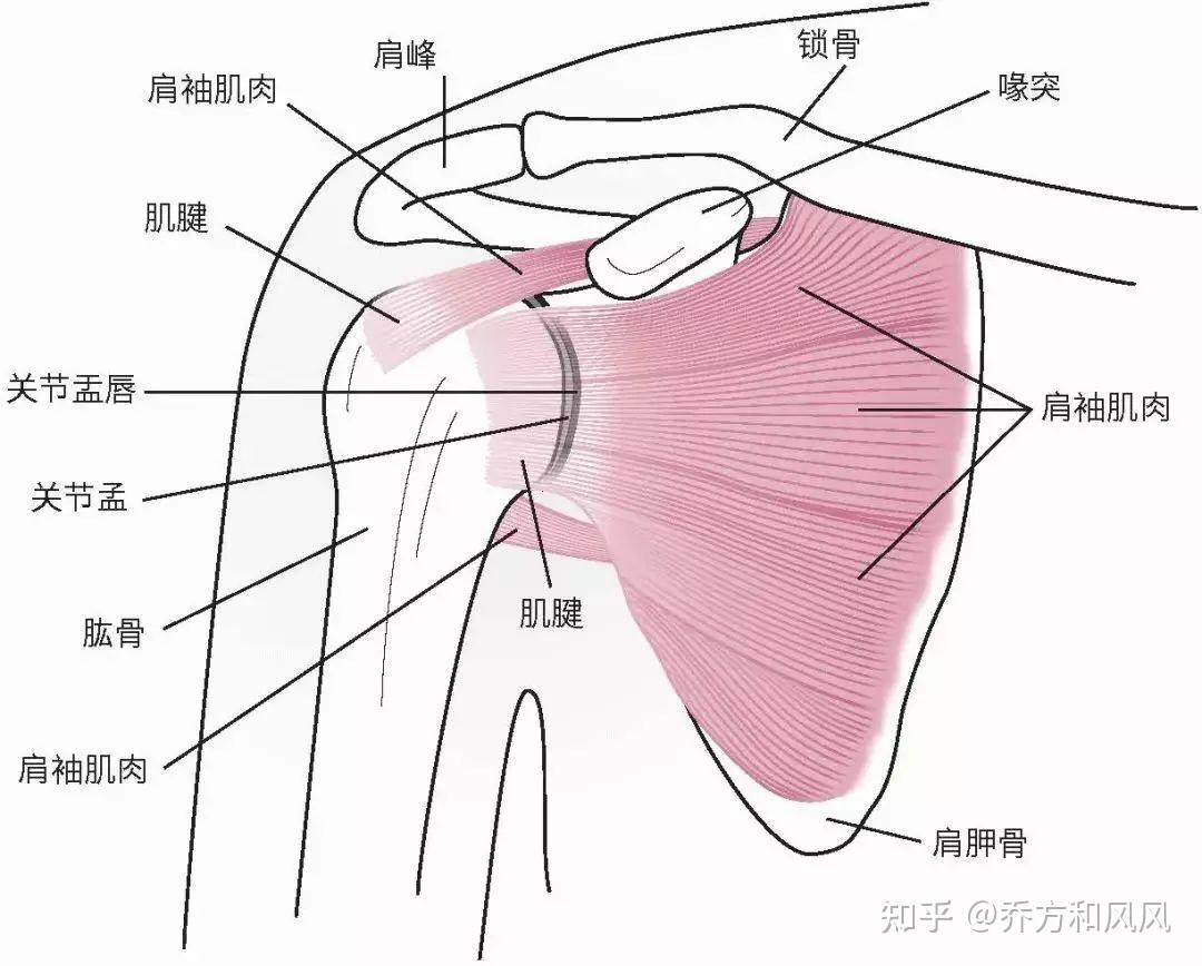 人体肩周位置示意图图片