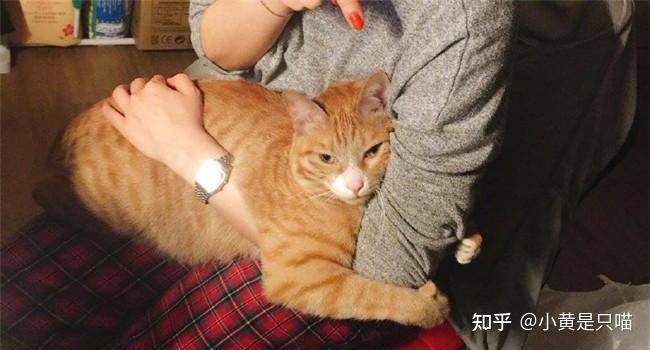 正确的抱猫方式,铲屎官学会了,猫咪每天求抱抱! - 知乎
