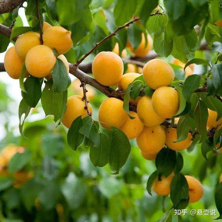 以及中医其他别称杏林","坐堂","青囊","橘井"和"岐黄"的解释.