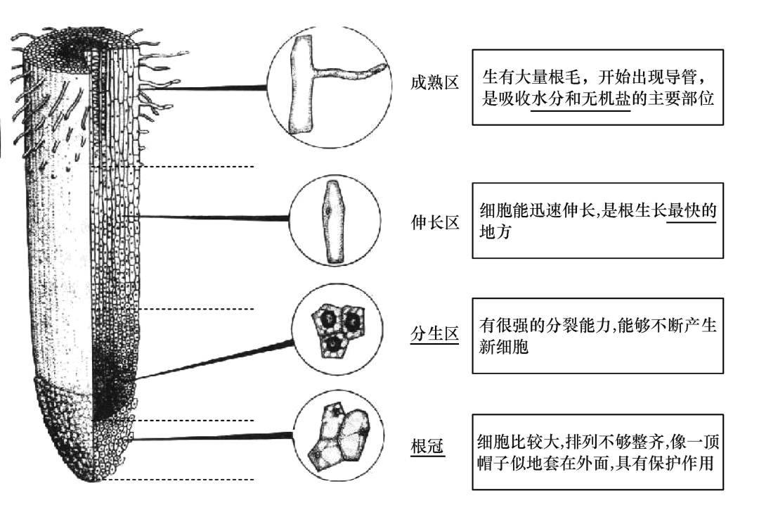 初中生物知识结构图 - 知乎