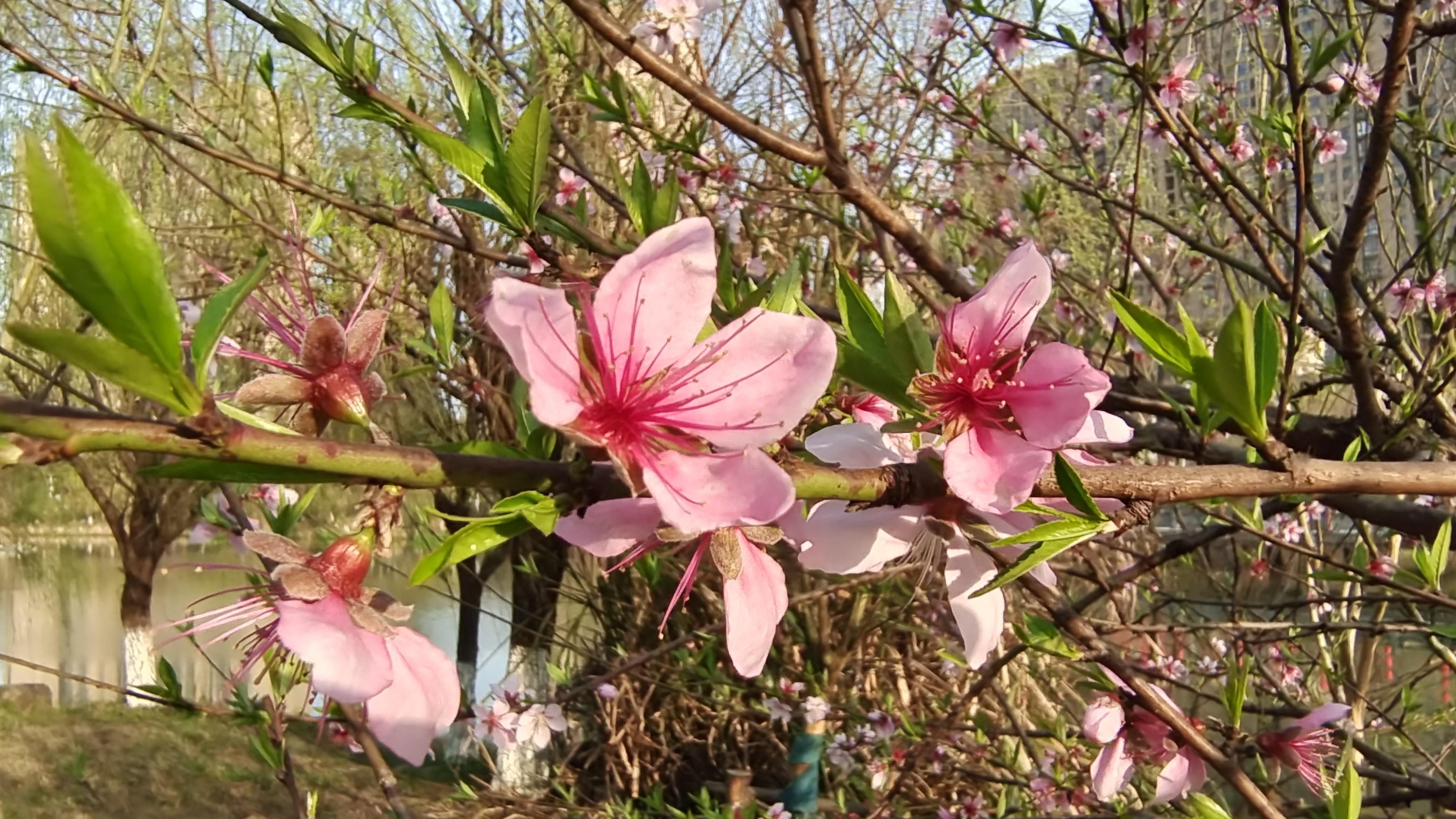 美丽吉安后河梦回庐陵景区桃花盛开景色迷人