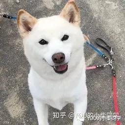 白色柴犬是正宗柴犬吗 价格贵吗 知乎