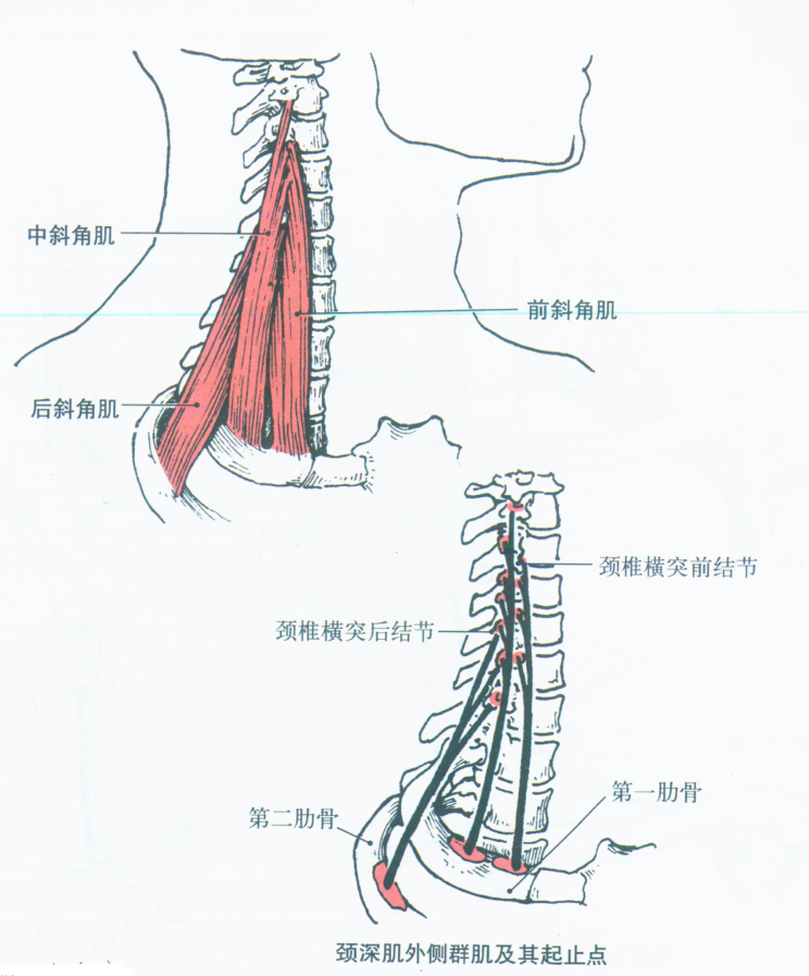 头上斜肌图片