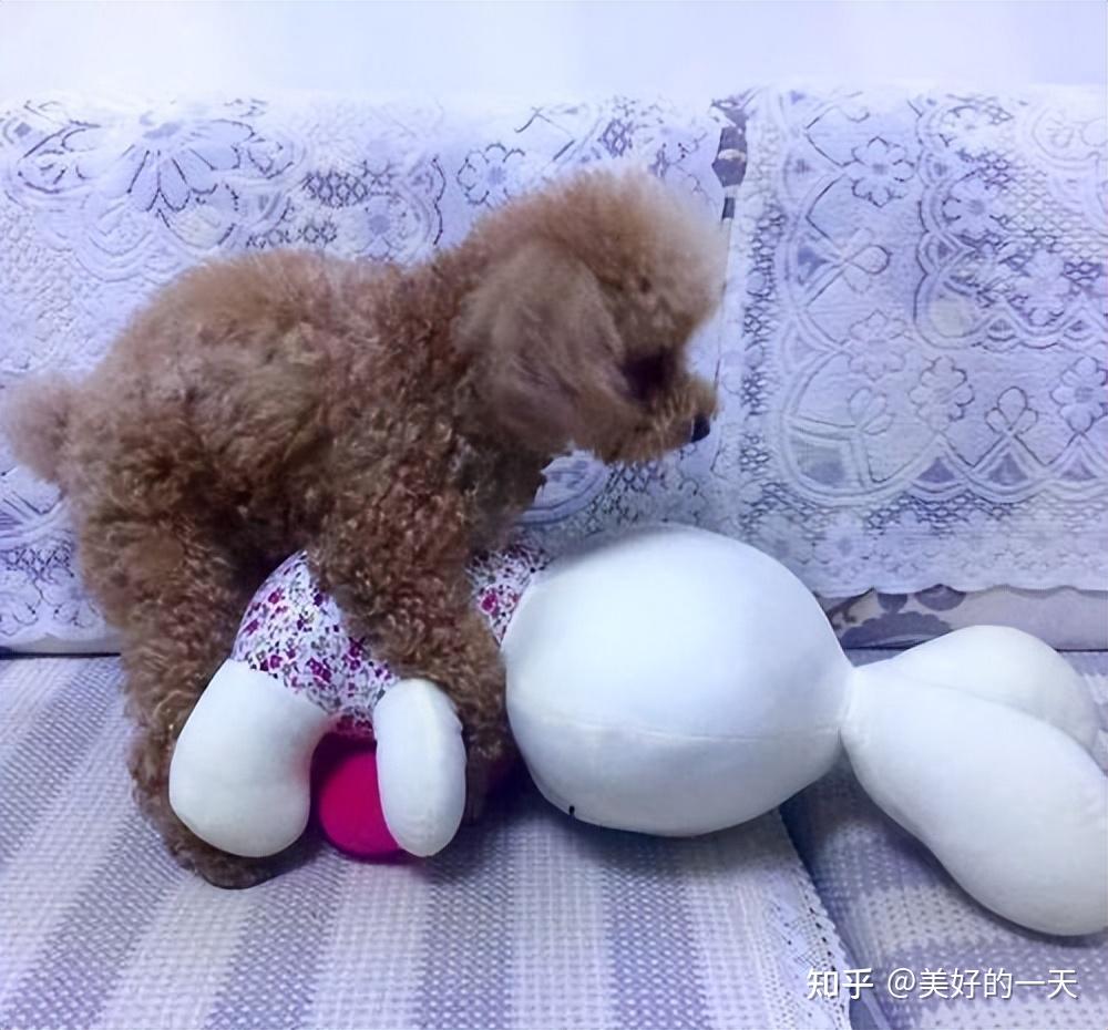 真的不要轻易养泰迪,泰迪是出了名的色心重的狗狗~泰迪的色心太重了