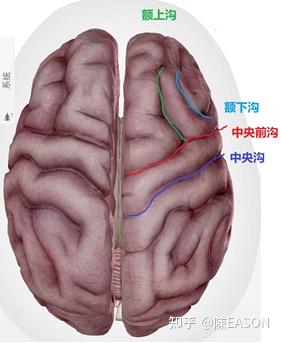 中枢神经系统解剖—端脑(1) - 知乎