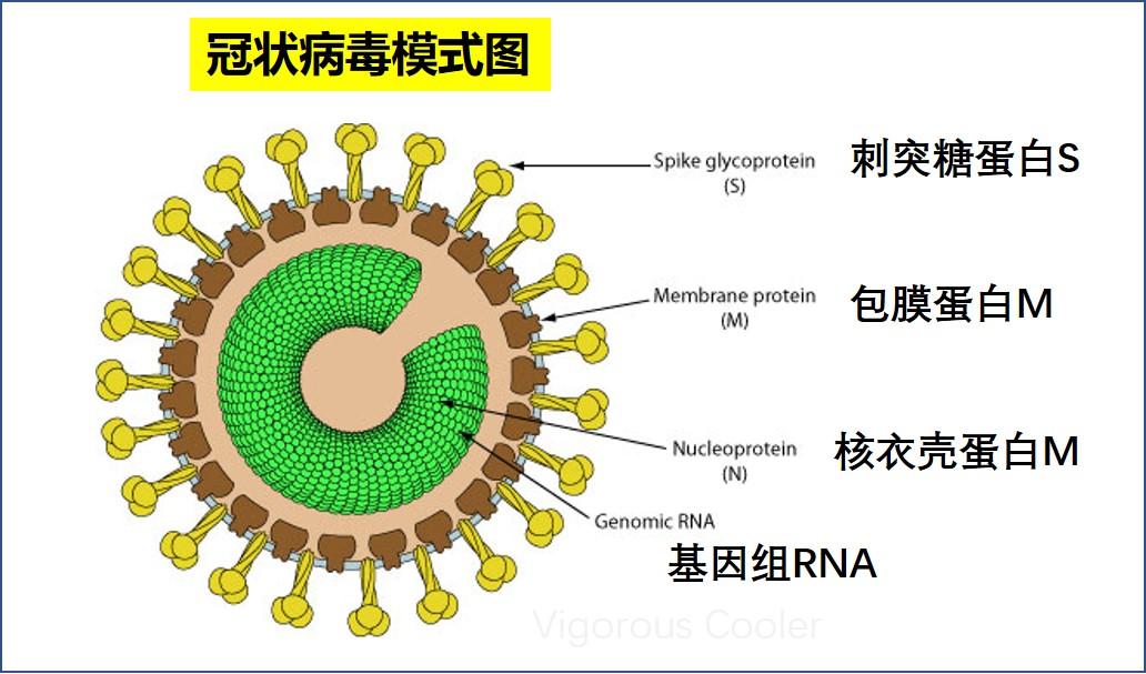 新型冠状病毒结构图解图片