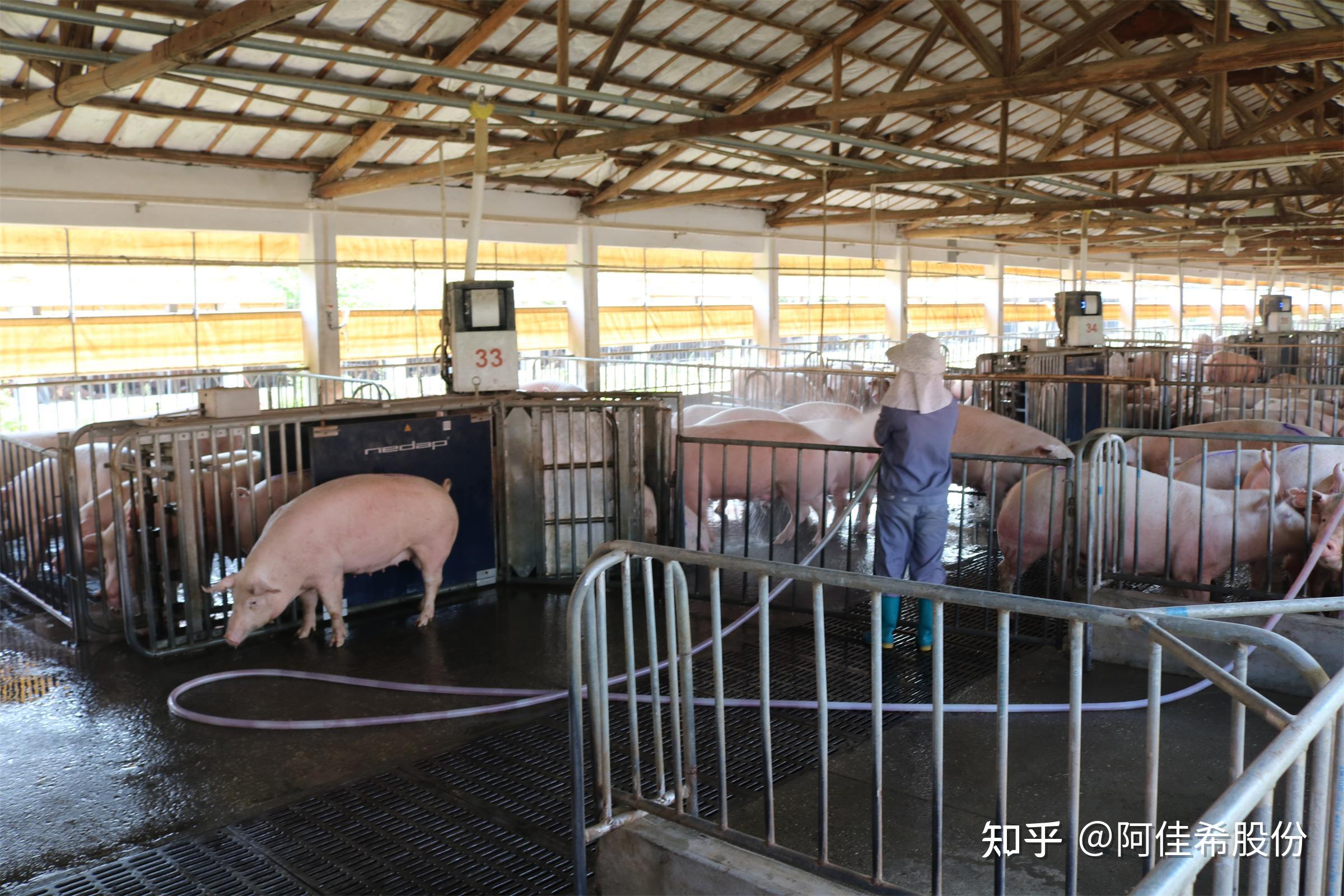 如何实现规模化智能养猪?