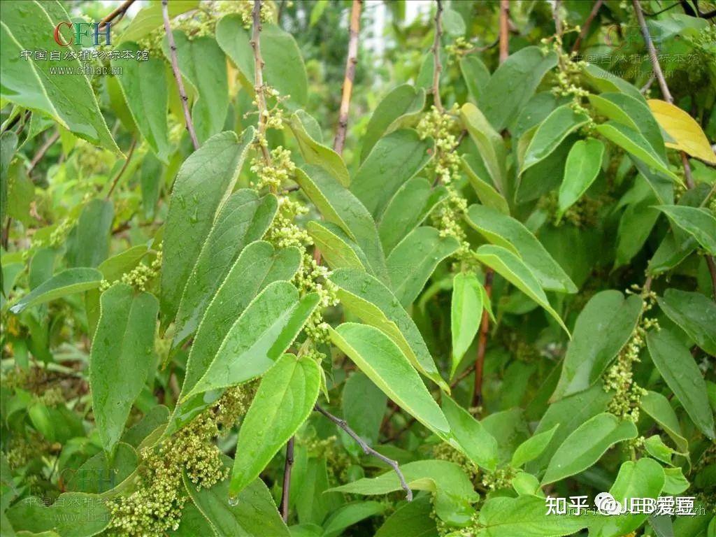 56种服装面料：麻，棉，混纺棉麻（1） - 知乎