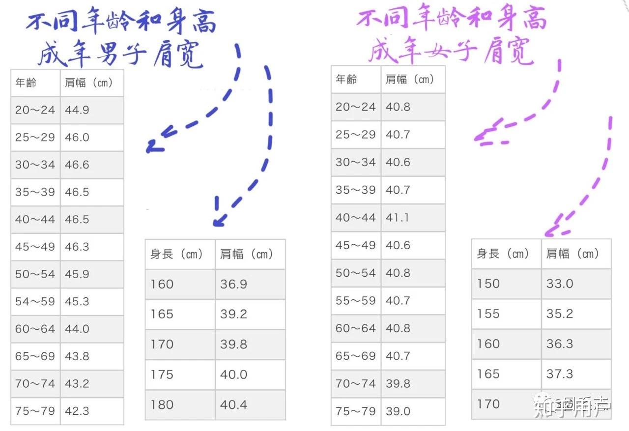 女生肩宽标准 比例图片