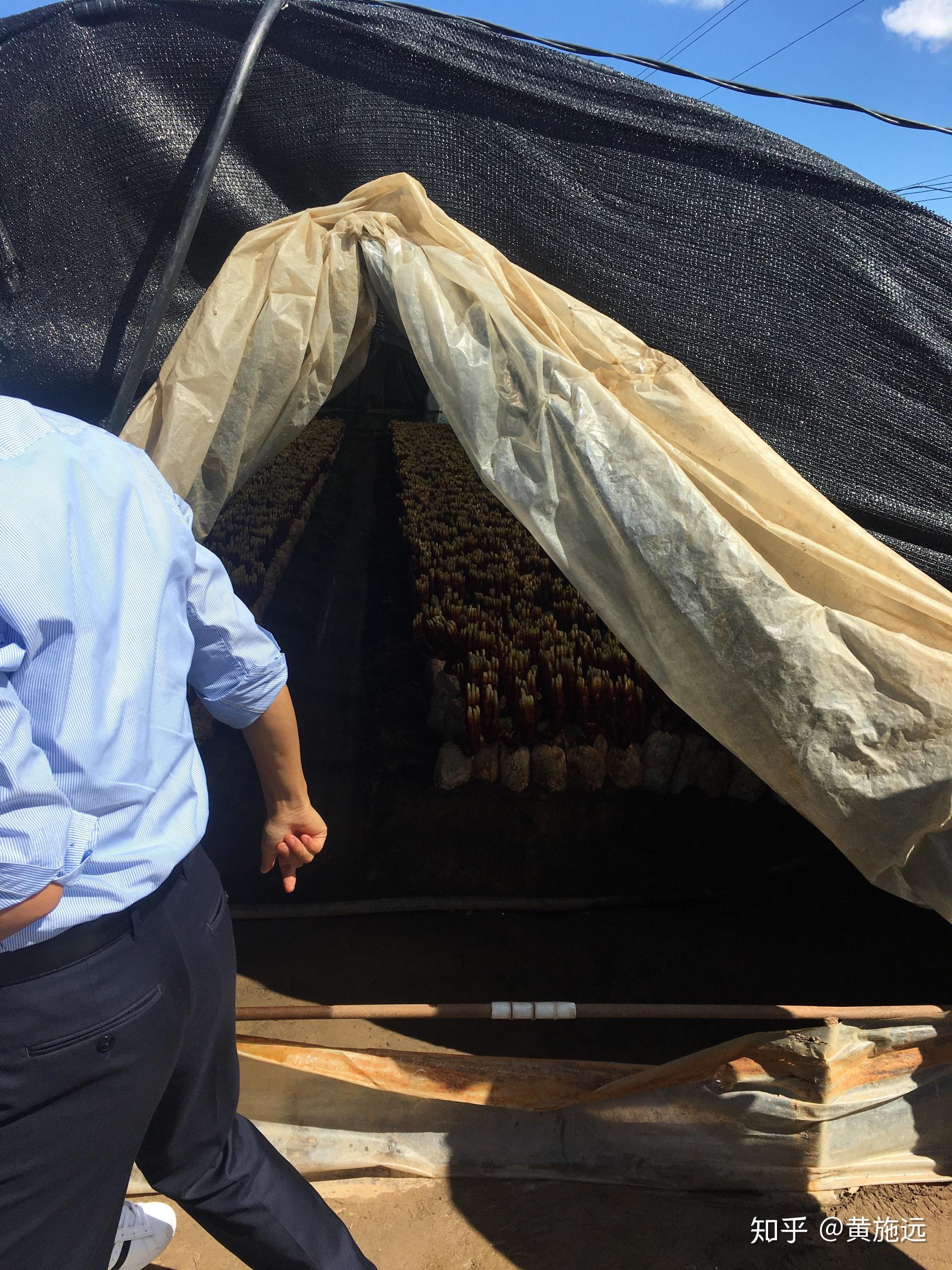 西游记中时常出现的九叶灵芝草是什么样