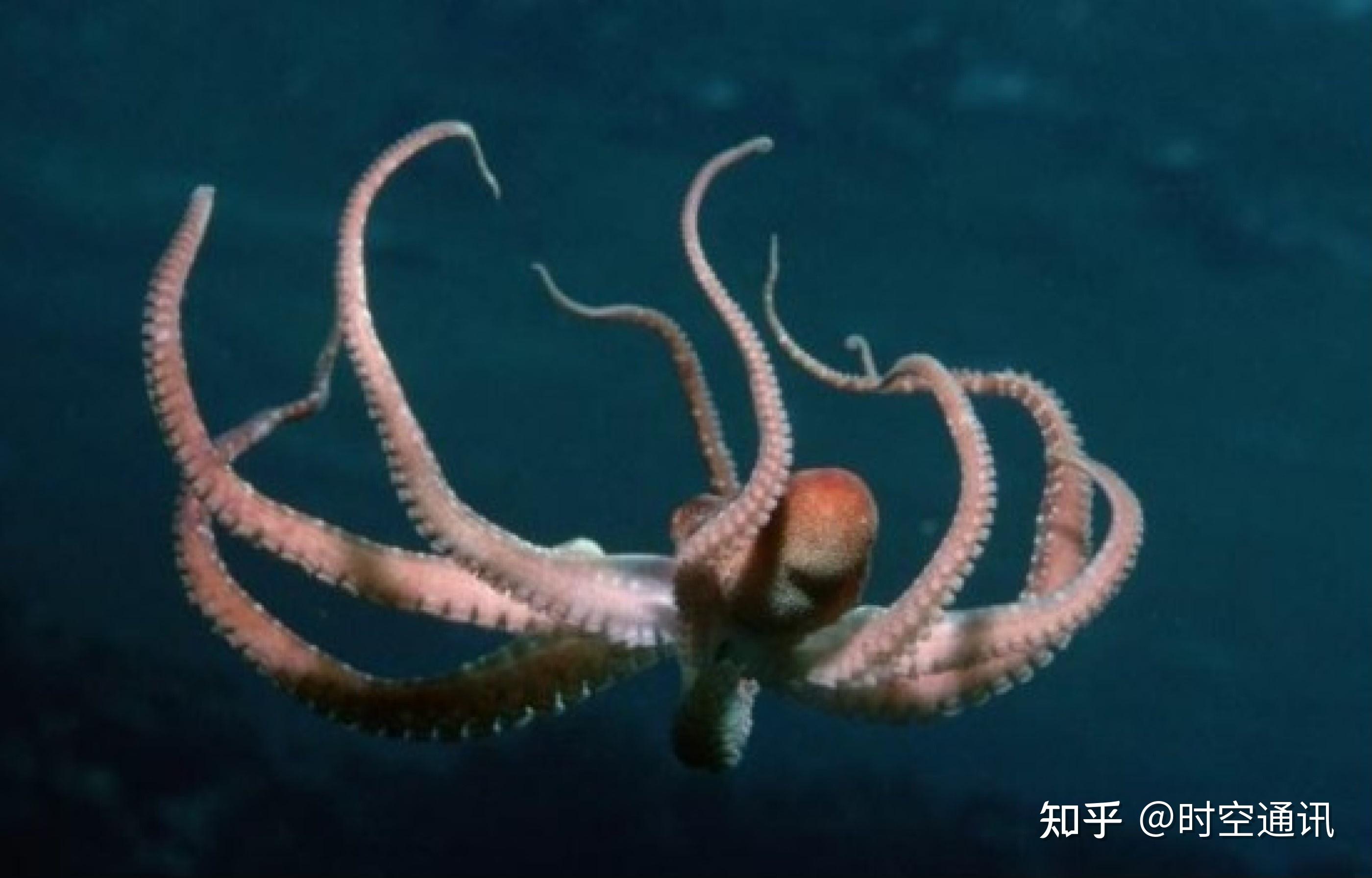 椰子章鱼图片,海底小纵队椰子章鱼,拟态章鱼的图片_大山谷图库