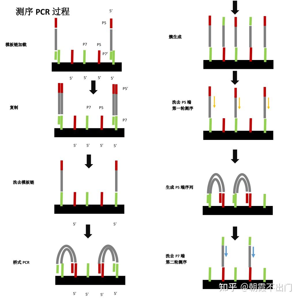 Illumina pcr 