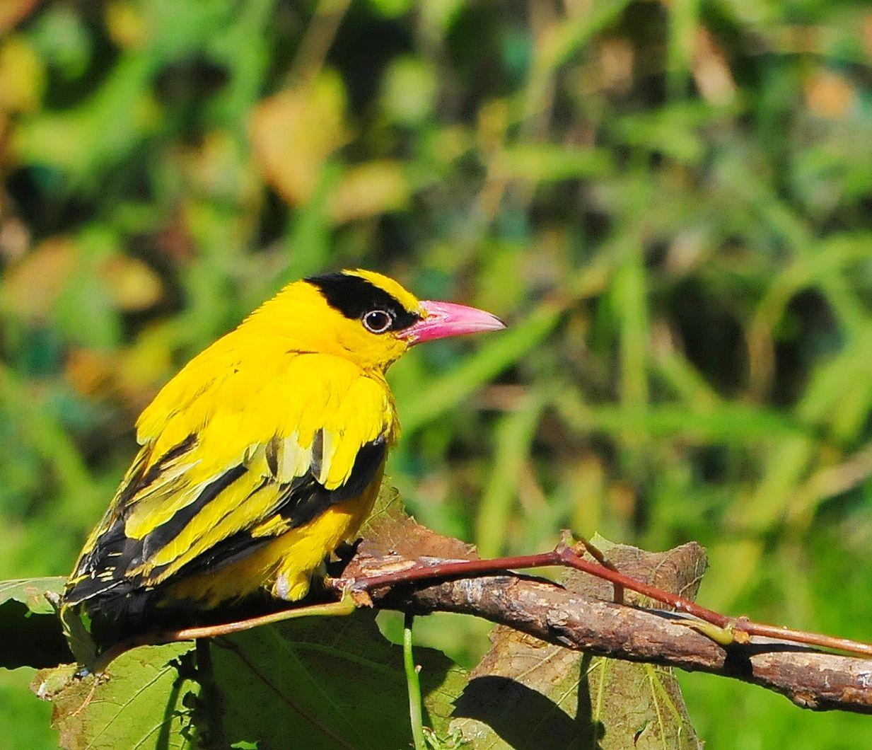 漂亮的黑枕黄鹂