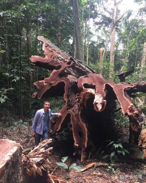 世界上最古老的树种非洲千年古树无情被砍就因长得太大