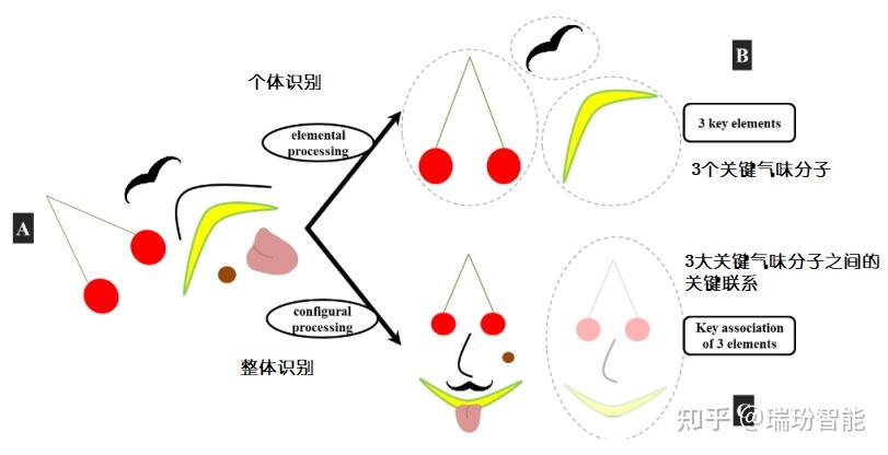 对气味混合物的感知:风味分析的下一个挑战 - 知乎