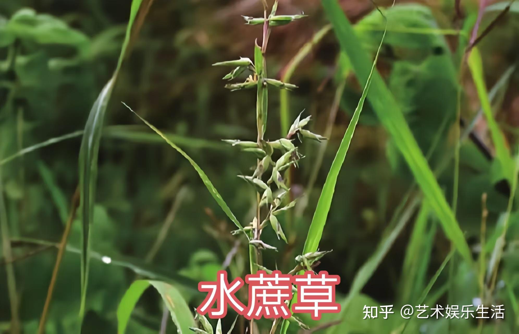 禾本科黍亚科的88种代表植物 - 知乎