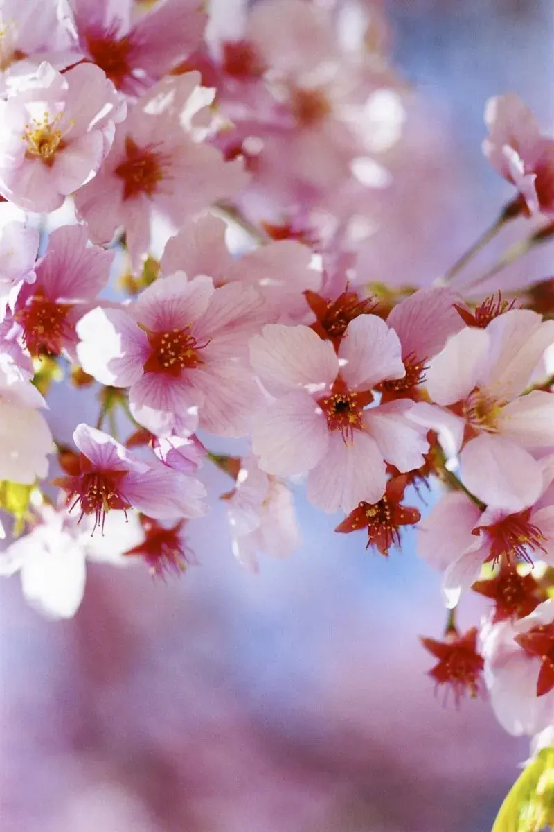 天堂之色——一个不一样的蜷川实花 - 知乎