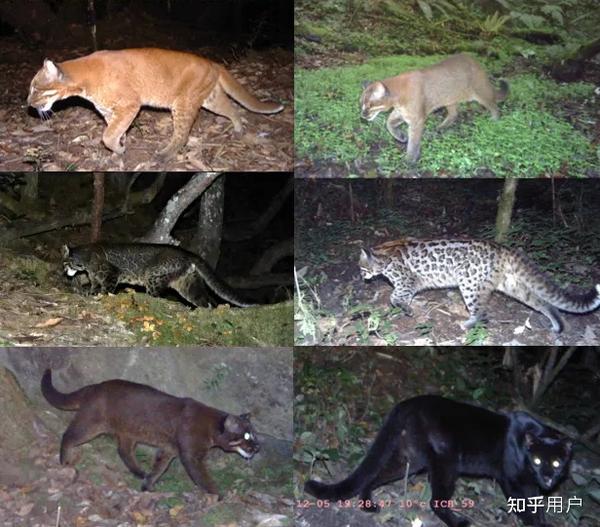 豹,老虎,狮子,猎豹,美洲豹,美洲狮,美洲虎在生物上的分类?