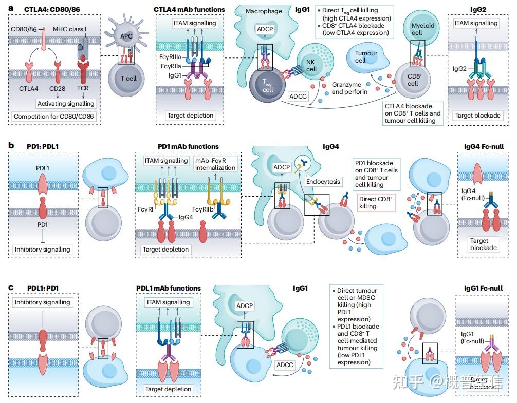 70+综述带你了解肿瘤中Fcγ受体与免疫调节 - 知乎