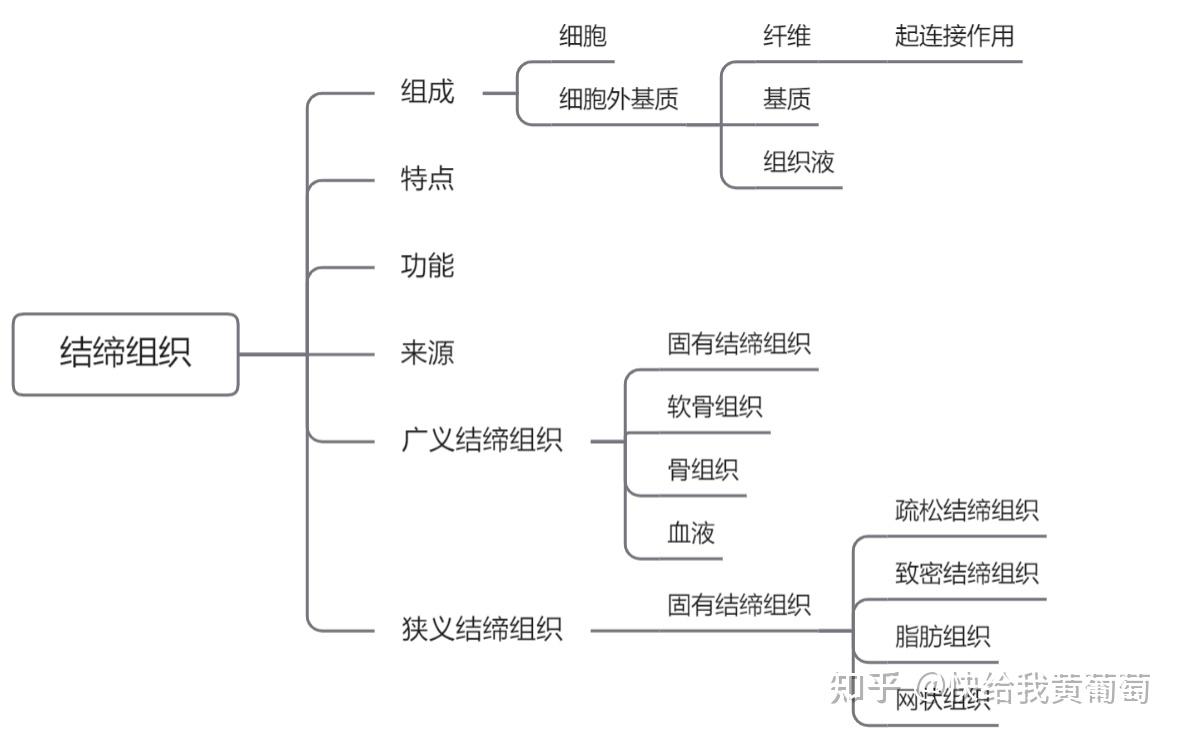 结缔组织图片及名称图片