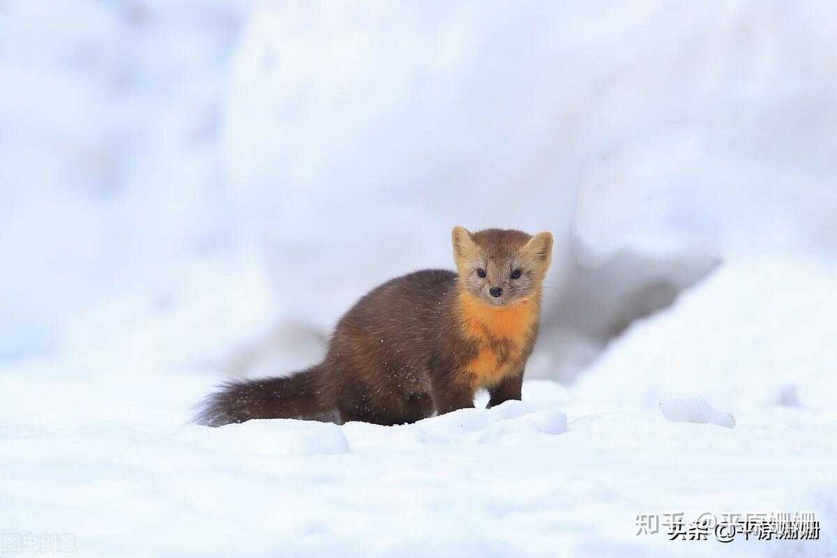 东北地区穿貂有什么讲究吗