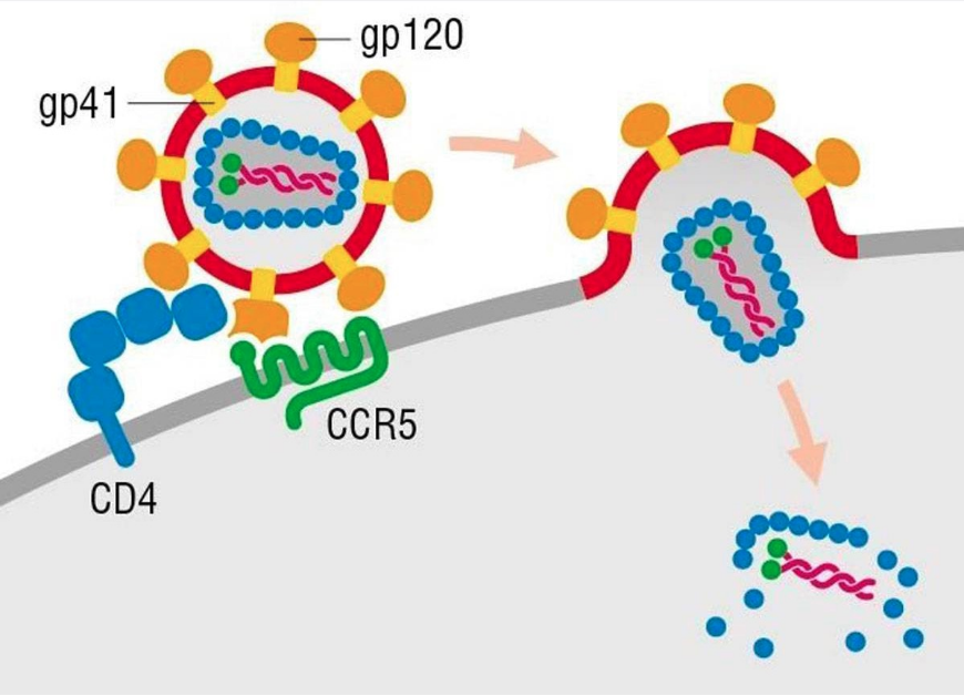 1 hiv-1逆轉錄酶抑制劑1981年,美國發現了第一個艾滋病患者,這在當時