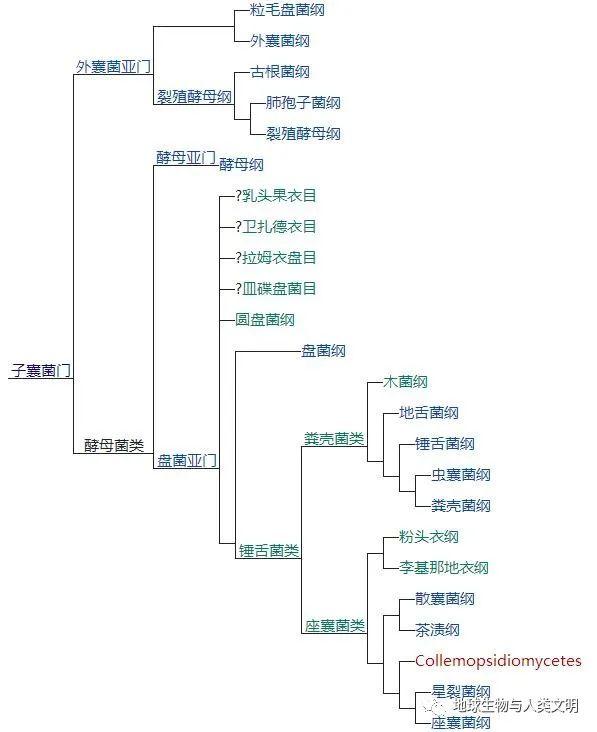 【真菌界全系列-05】真菌界—子囊菌门 - 知乎