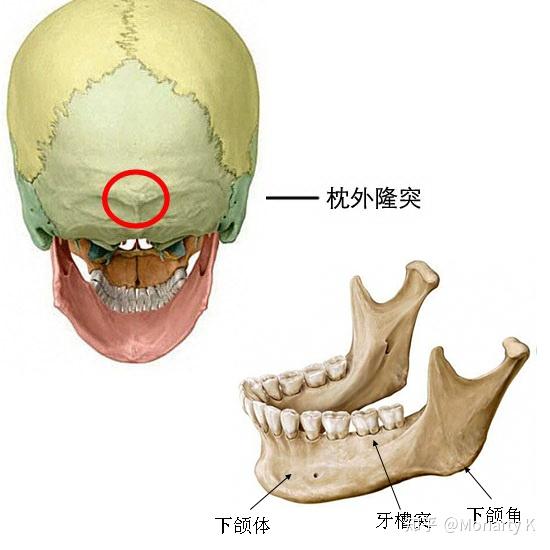 衅骨在什么位置图片图片